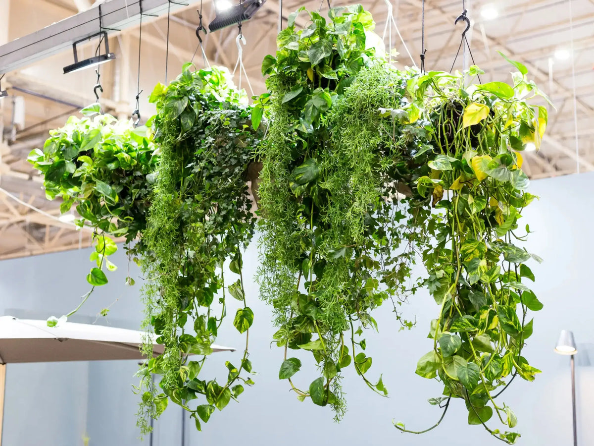 Schnell wachsende Zimmerpflanzen wie Efeutute, Zierspargel und Philodendron hederaceum in hängenden Töpfen