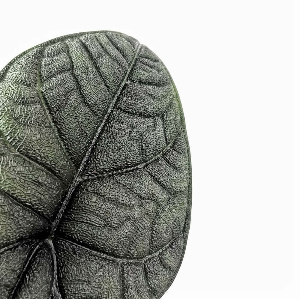 Close-up of a textured Alocasia melo leaf