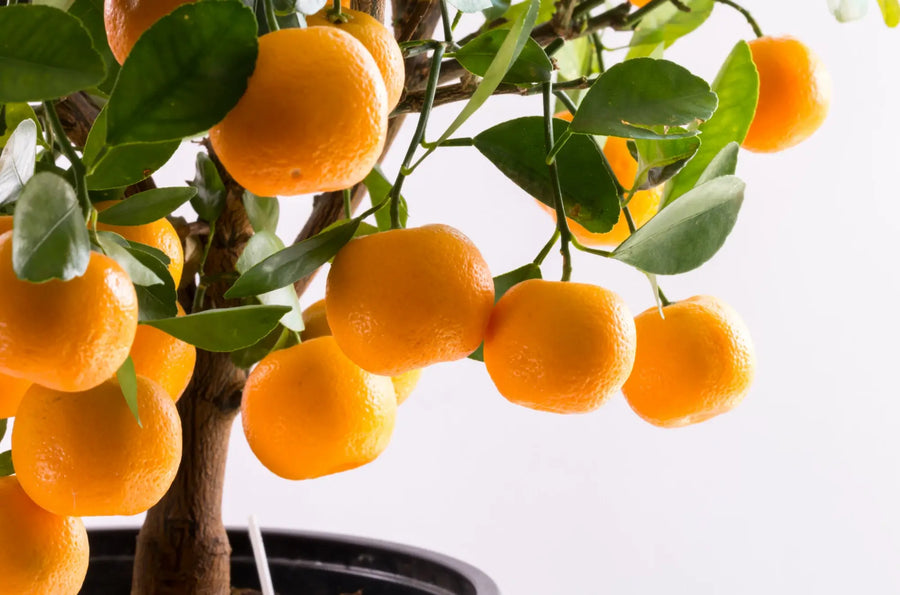 Close-up of a Calamondin tree with glossy green leaves and small orange fruits