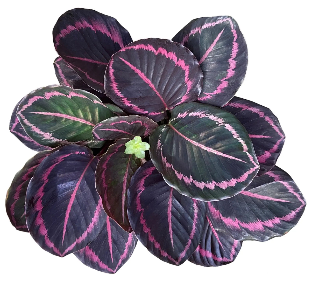 Calathea houseplant with patterned leaves growing in a pot