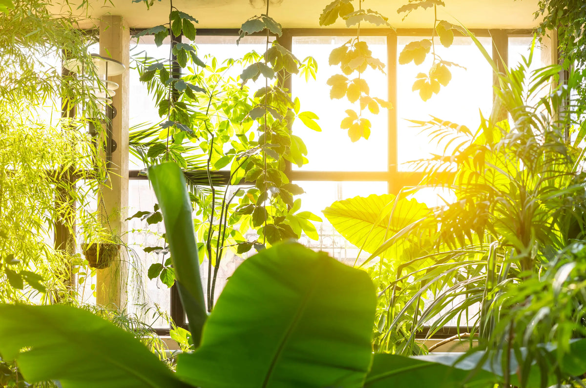 Warm west-facing window light on indoor houseplants near glass