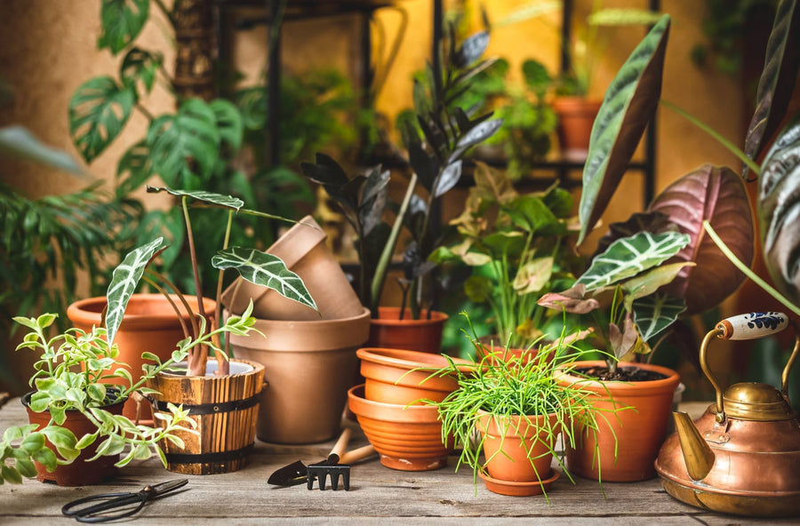 Houseplants and plant-care tools arranged on a table