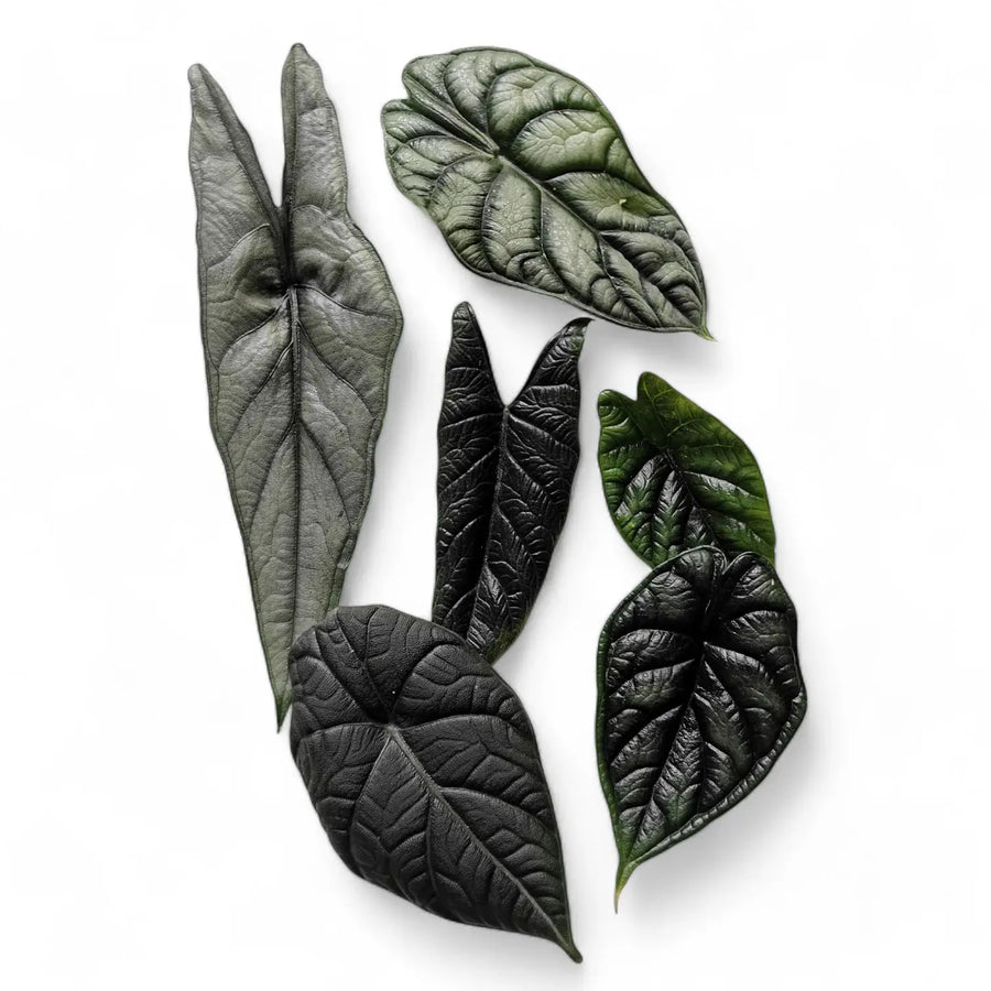 Draufsicht auf verschiedene Alocasia-Blätter vor weißem Hintergrund mit unterschiedlichen Oberflächen, Farben und Formen