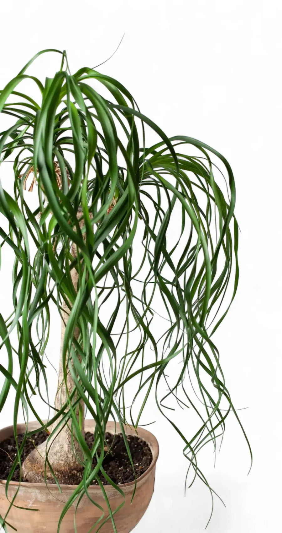 Small Beaucarnea recurvata in a round terracotta bowl pot on a white background