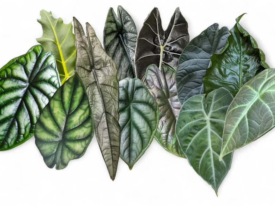 Collage of Dragon Alocasia leaves from different species and cultivars on a white background