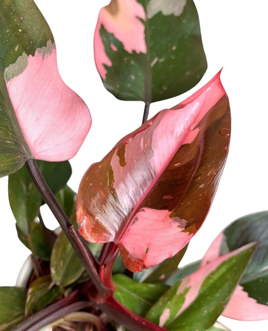 Close-up of Philodendron 'Pink Princess' with dark green and bright pink variegated leaves