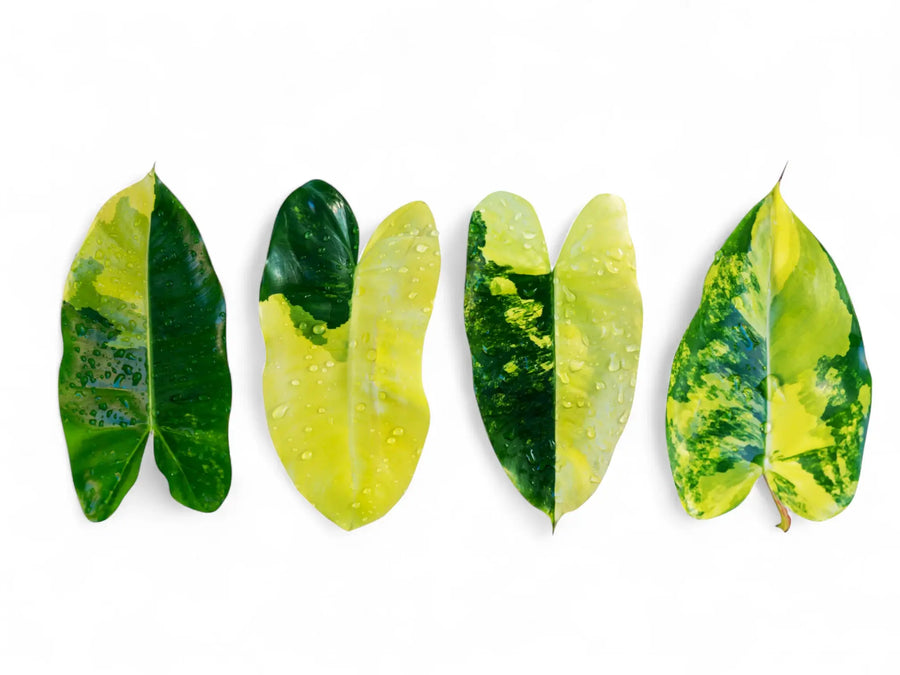 Four Philodendron Burle Marx Variegata leaves with different variegation patterns