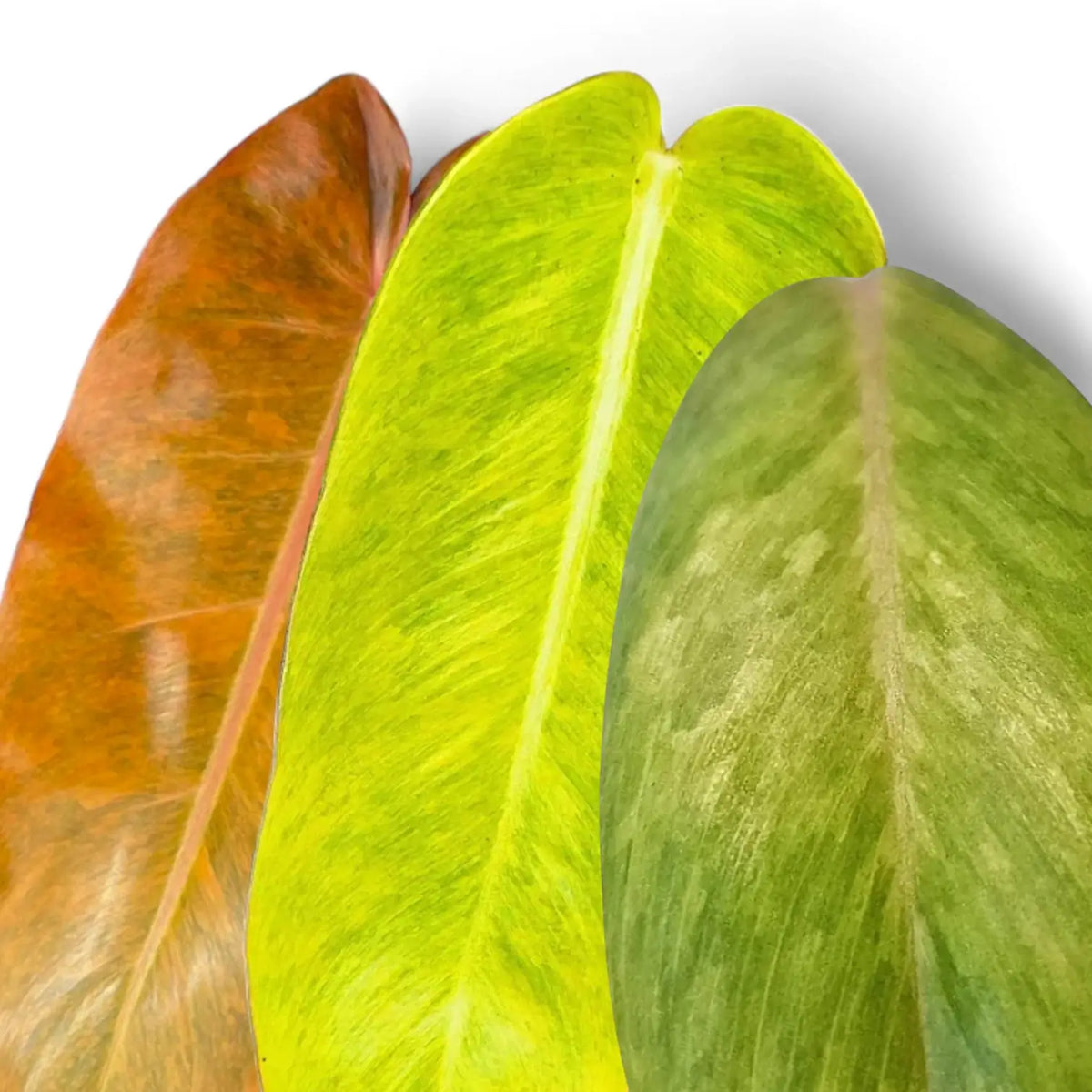 Nahaufnahme der Blätter von Philodendron 'Orange Marmalade', Philodendron 'Calkins Gold' und Philodendron 'Painted Lady' mit deutlichen Farb- und Musterunterschieden.