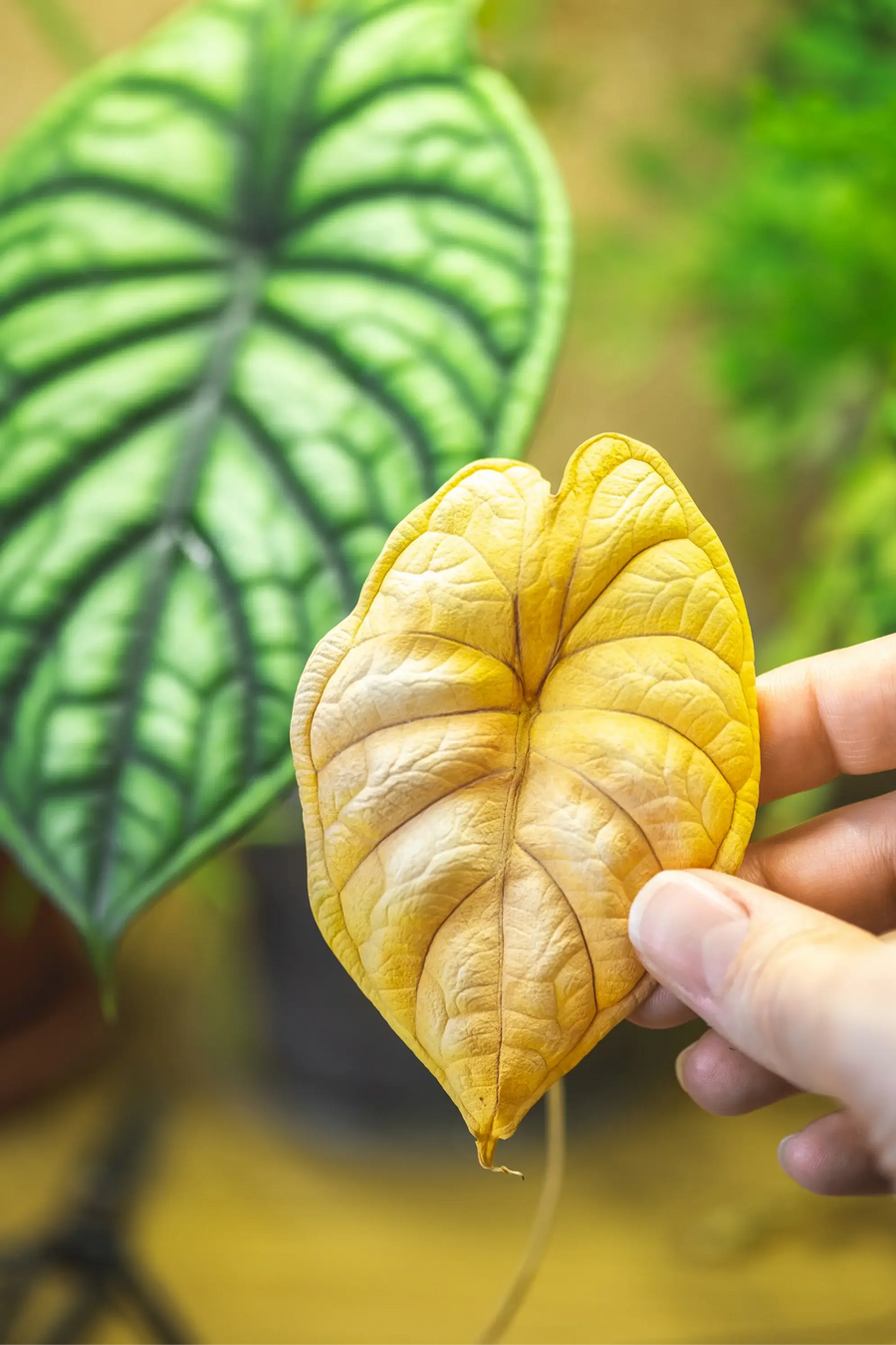 Alocasia baginda 'Dragon Scale' with one old yellow leaf among green leaves