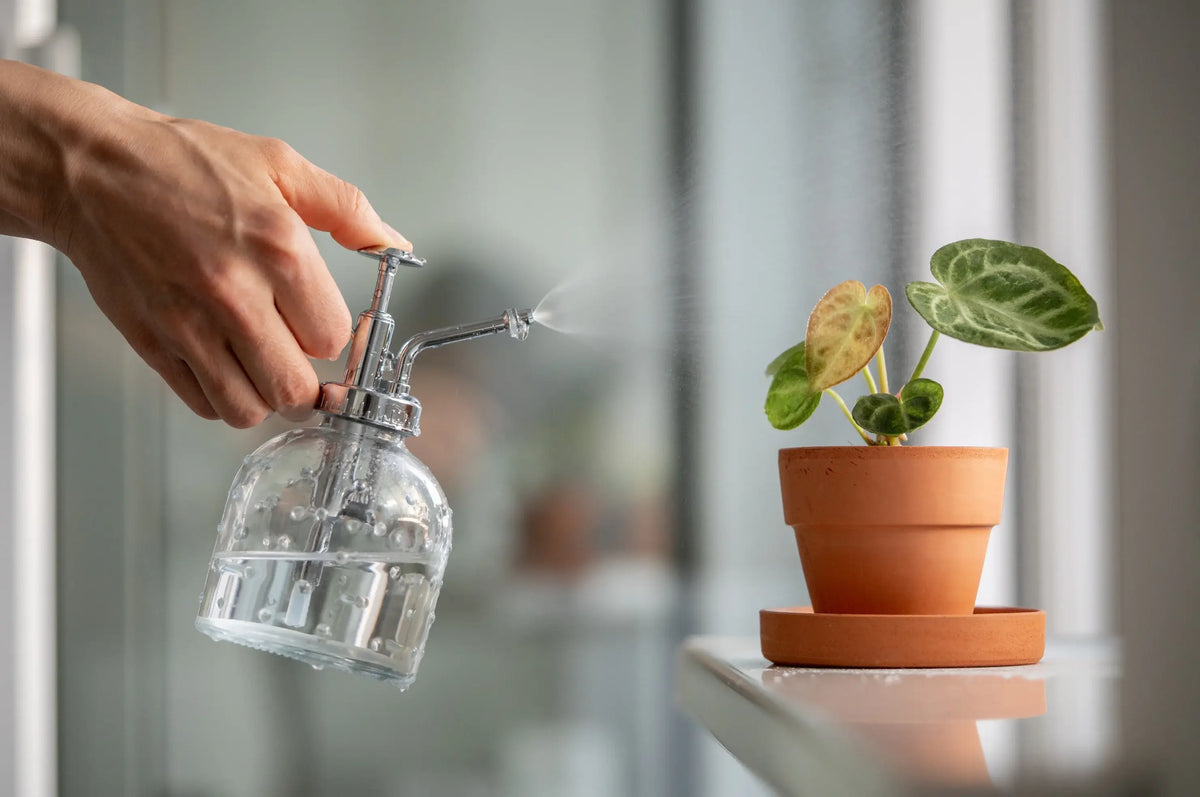 Wassertropfen auf grünen Zimmerpflanzenblättern nach dem Besprühen