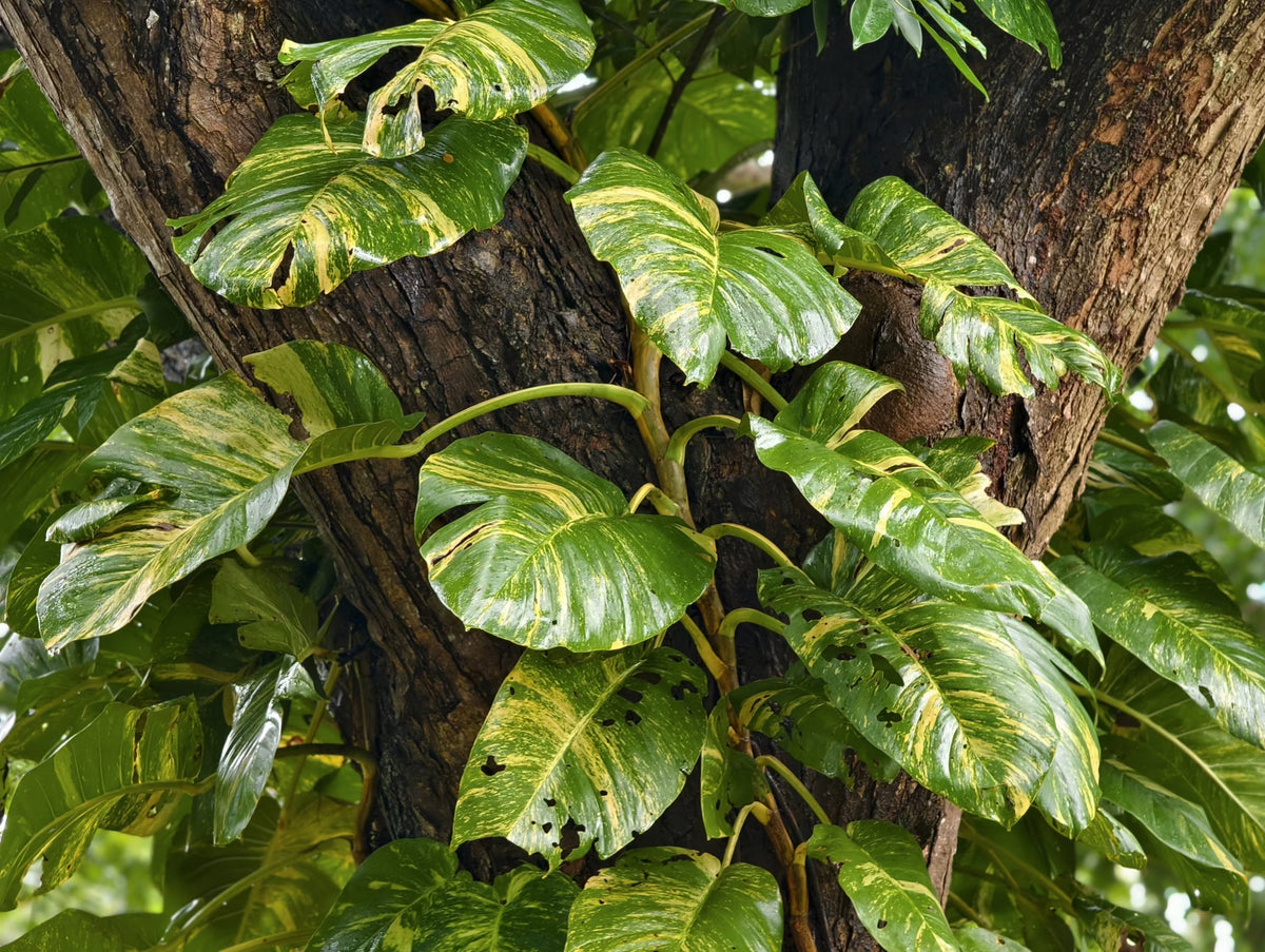 Ranke von Epipremnum aureum mit herzförmigen grünen und gelben Blättern
