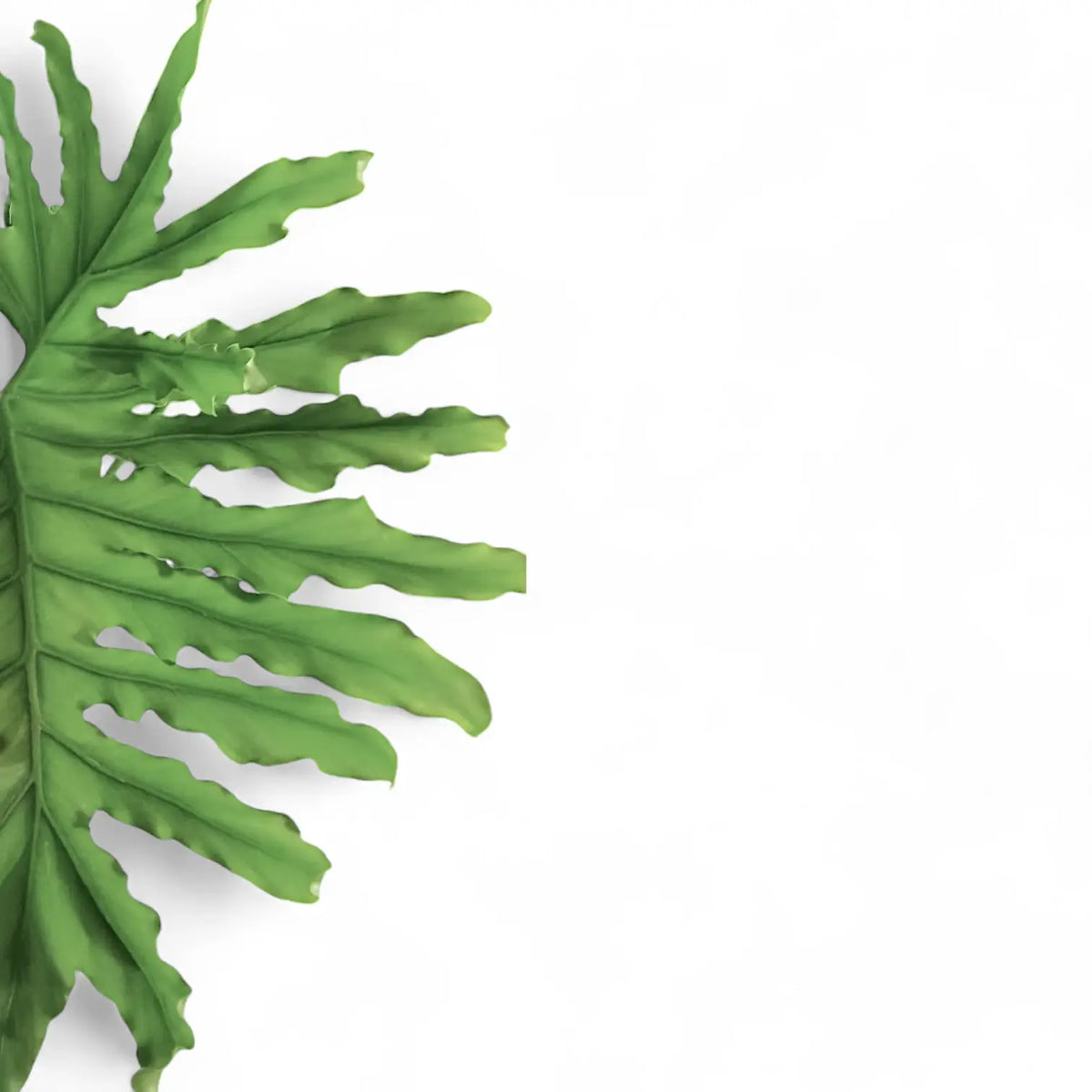 Close-up of deeply lobed Thaumatophyllum bipinnatifidum leaves
