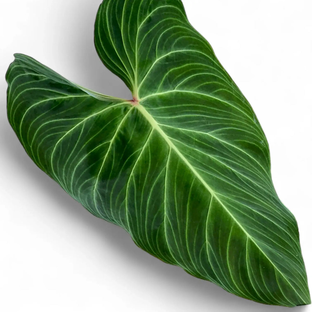 Close-up of a Philodendron 'Splendid' leaf with velvety texture and bright veins