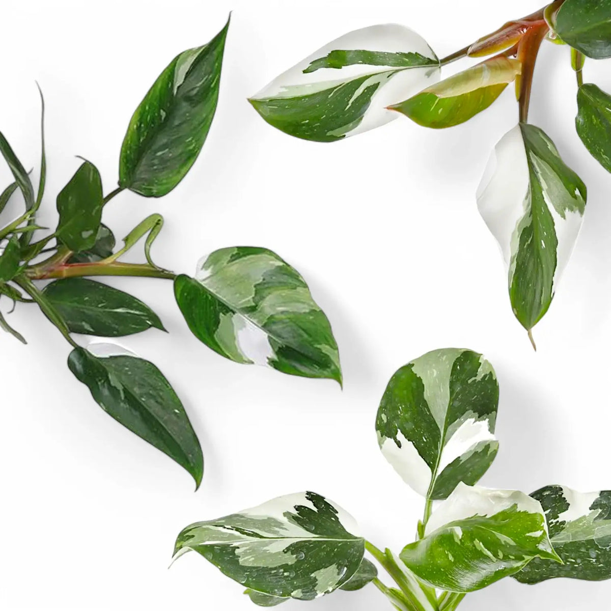 Blätter von Philodendron ‘White Princess’, ‘White Wizard’ und ‘White Knight’ nebeneinander