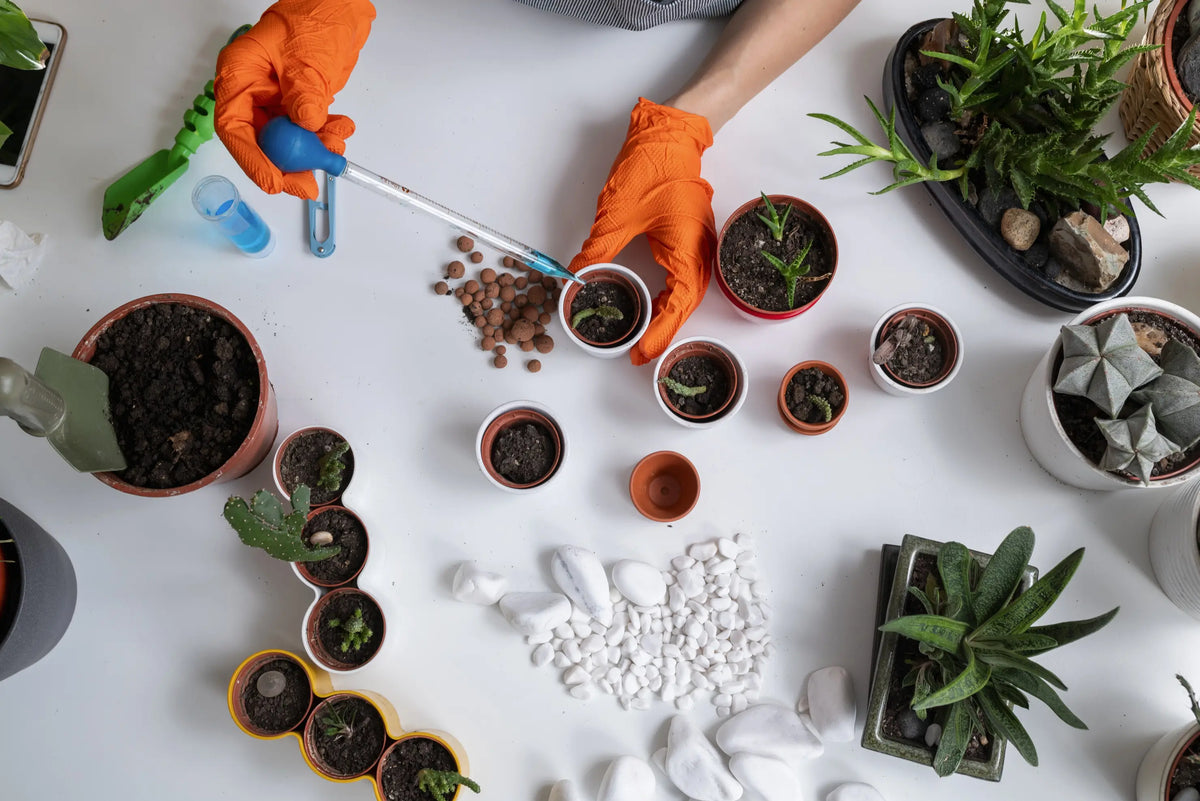 Hands fertilizing indoor plants with bottles, tools and containers on a table