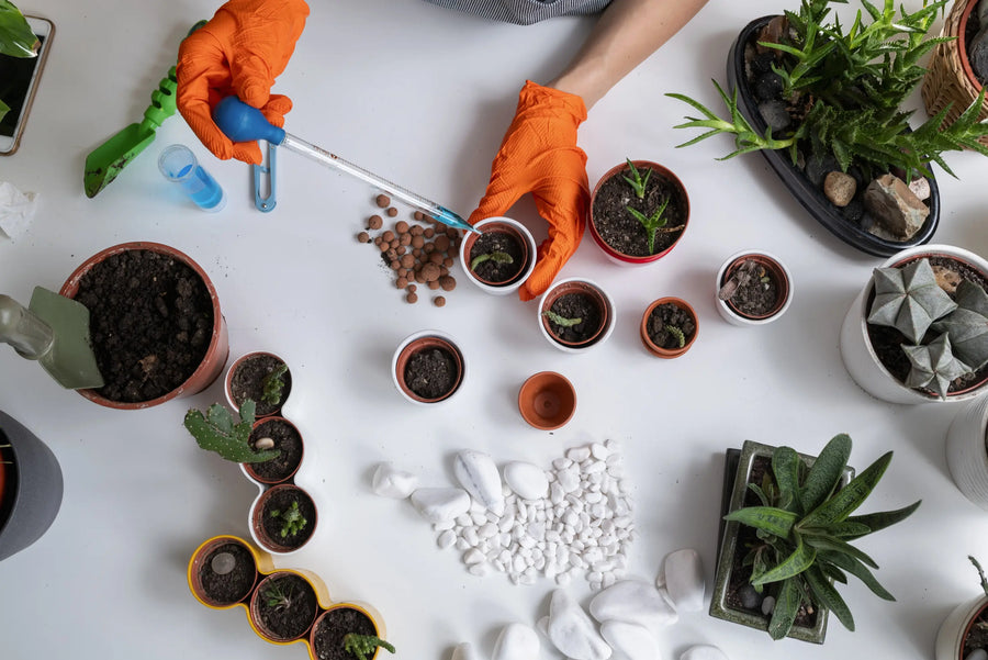 Hands fertilizing indoor plants with bottles, tools and containers on a table