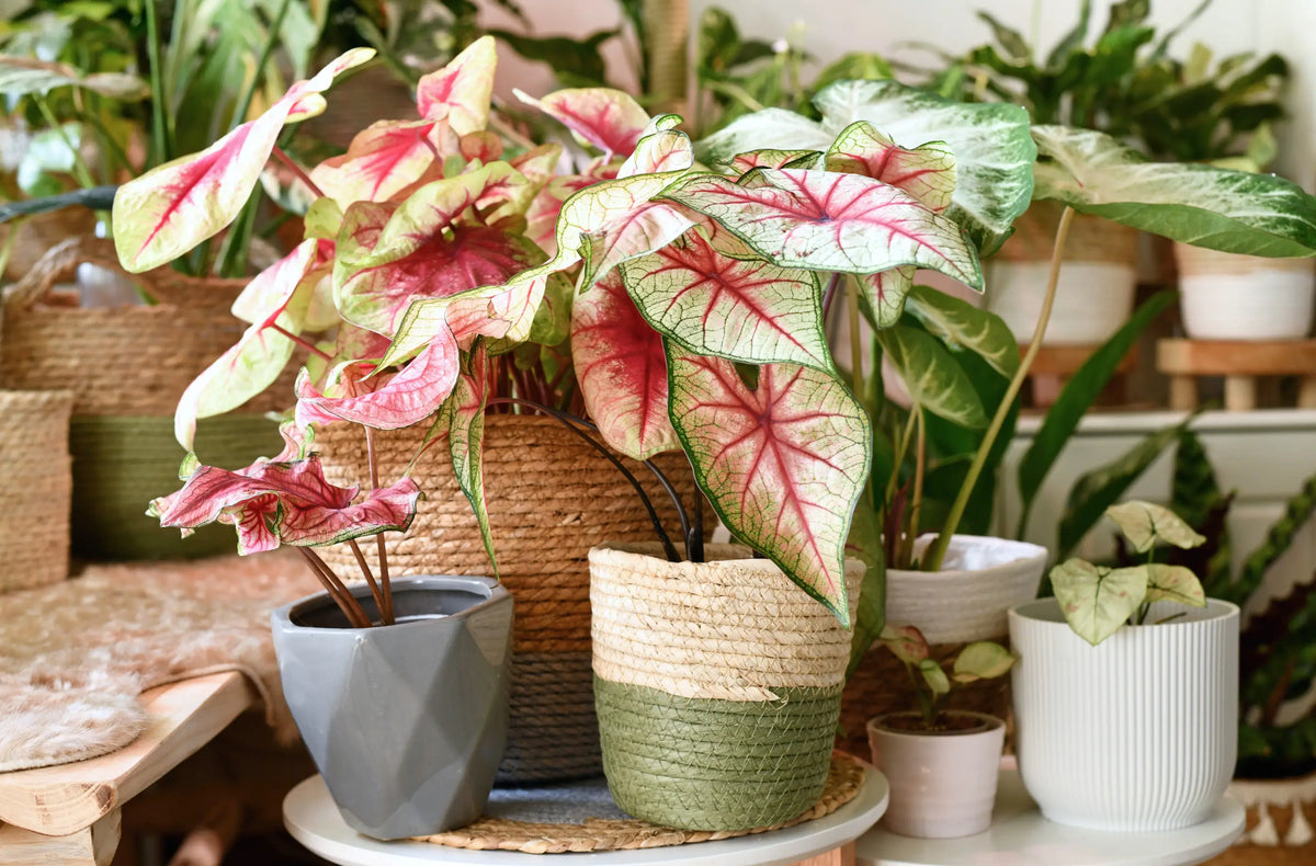 Houseplant with reduced growth and older yellowing leaves in a pot