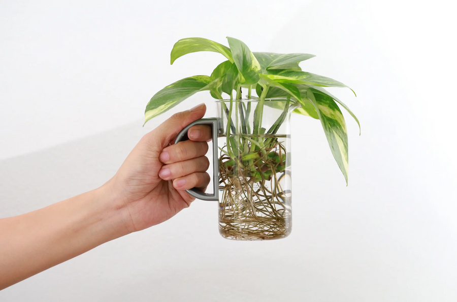 Houseplant cuttings rooting in clear water-filled glass containers
