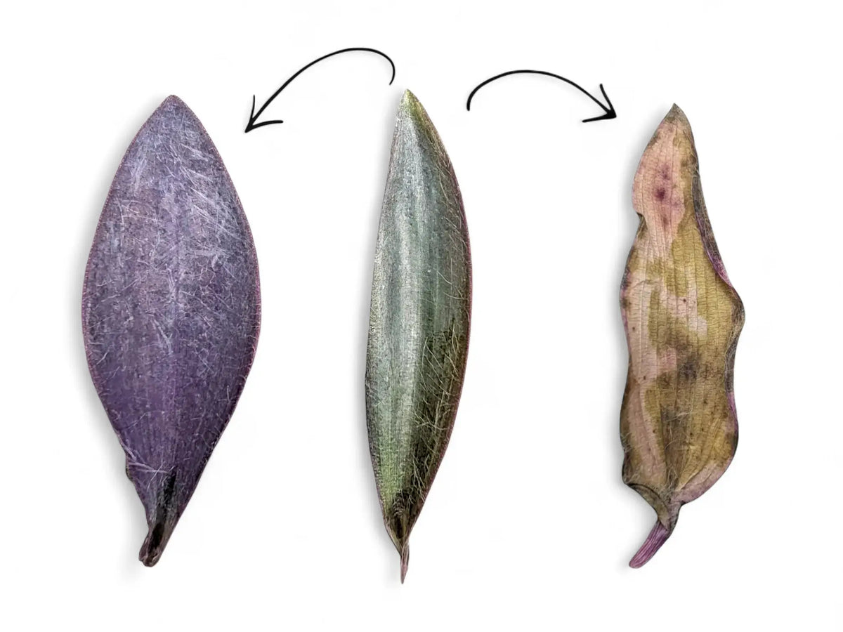 Drei Tradescantia pallida-Blätter auf weißem Hintergrund mit violetter, silbrig grüner und sonnenverbrannter Färbung