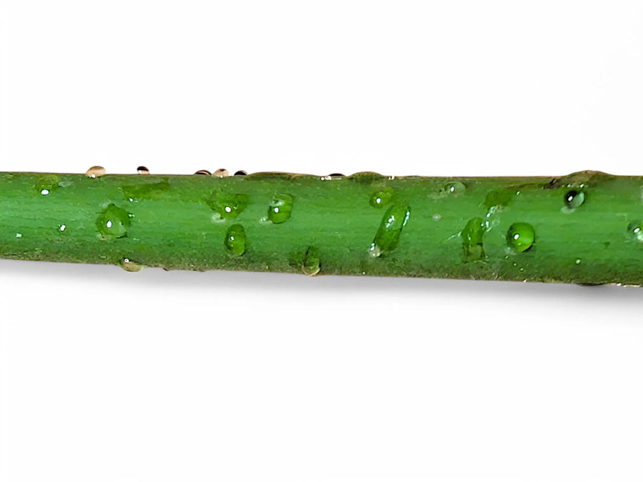 Small sticky droplets on a houseplant stem