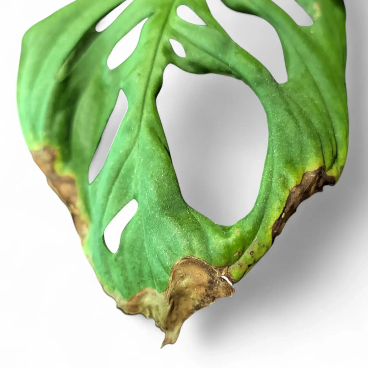 Nahaufnahme eines Blatts von Monstera esqueleto mit brauner, vertrockneter Spitze und braunen Rändern