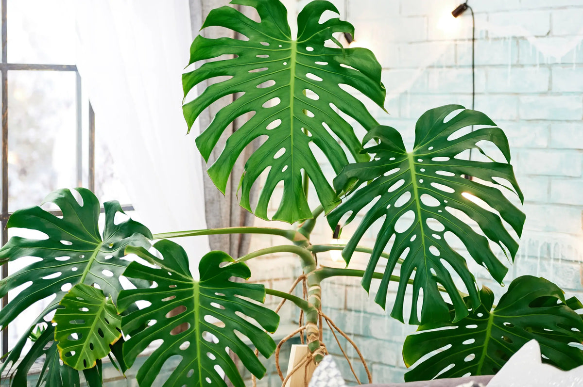 Monstera deliciosa houseplant with large split green leaves in a pot