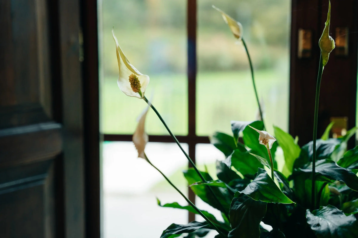 Spathiphyllum-Illustration mit Hinweis „Perfekt für wenig Licht“ und Verweis auf Nordfenster