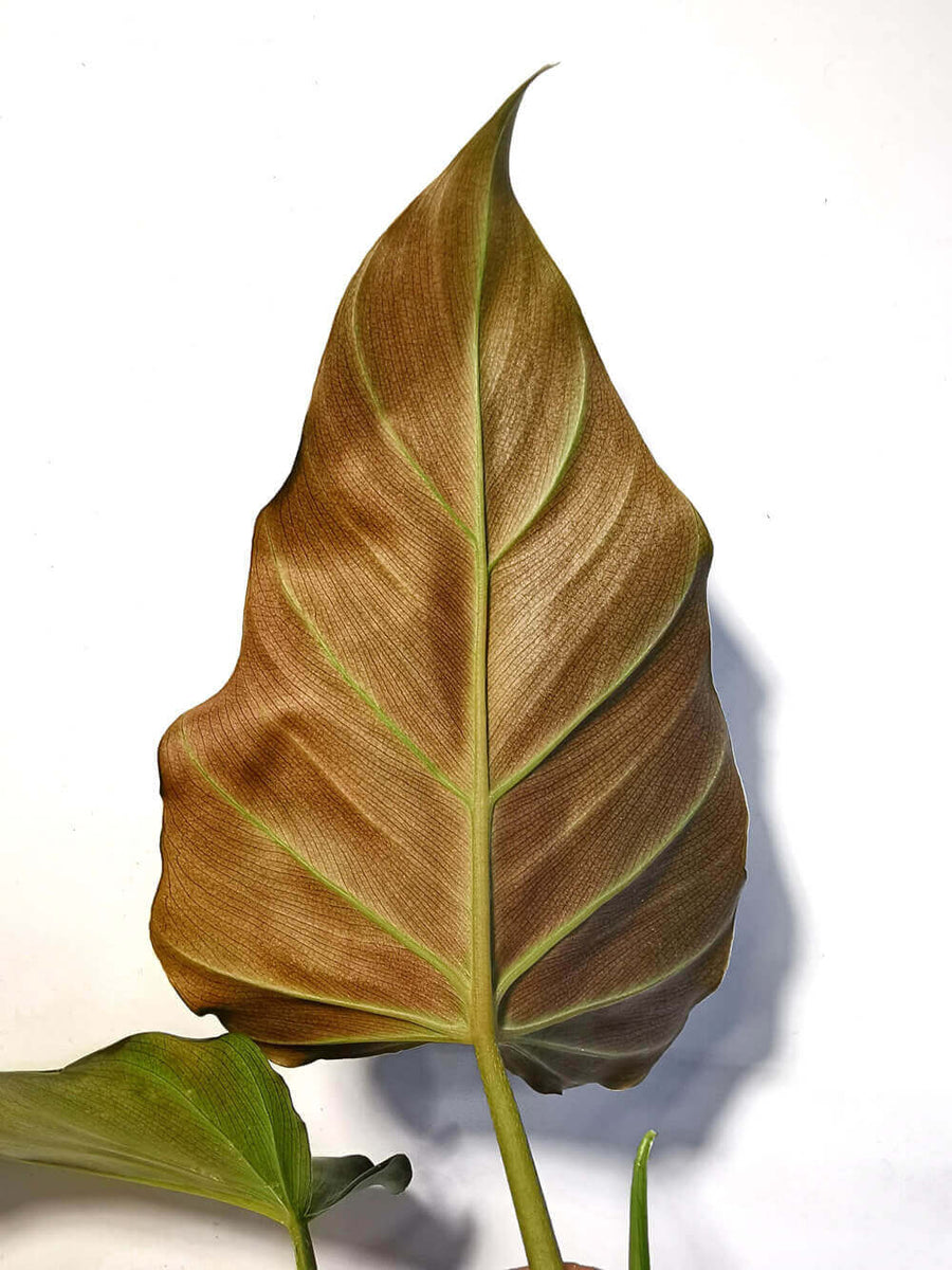 Philodendron plant with elongated green leaves growing indoors