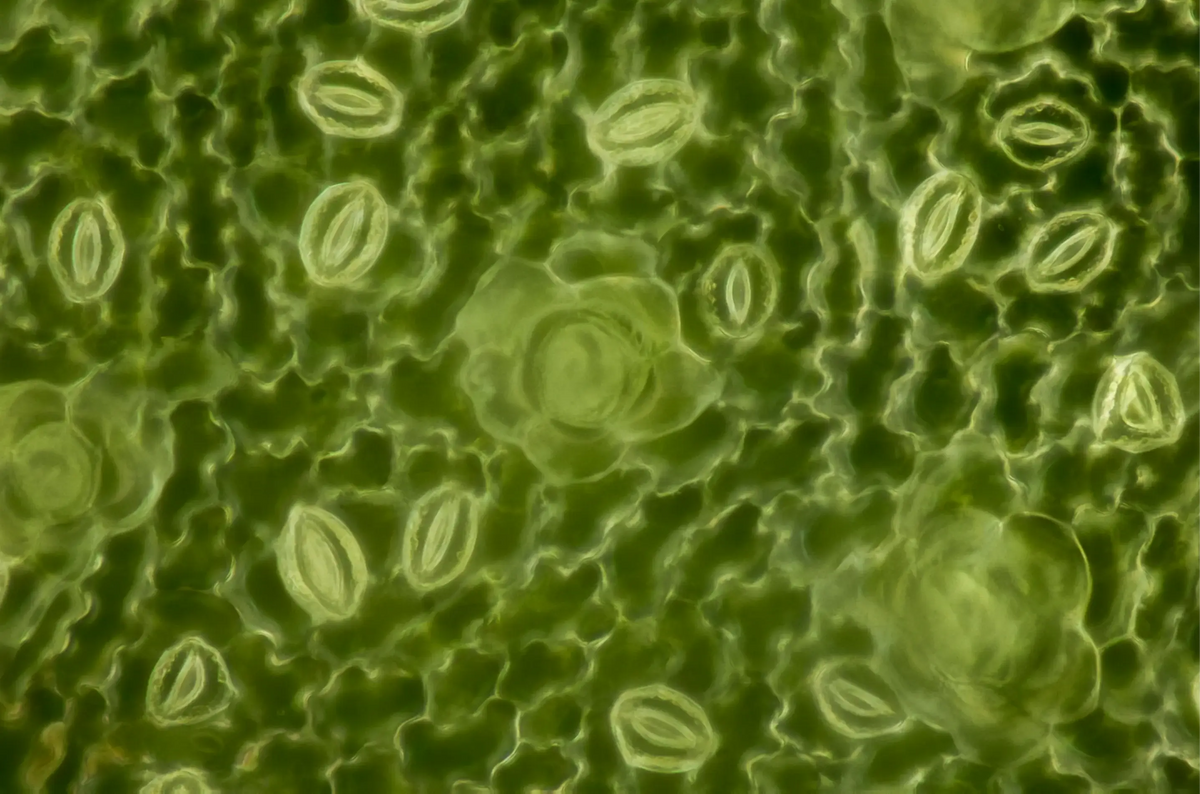 Extreme close-up of stomata on a green leaf surface under a microscope