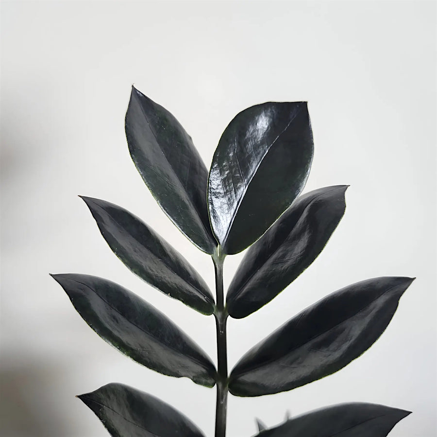 Glossy black Raven ZZ plant leaf isolated on a white background