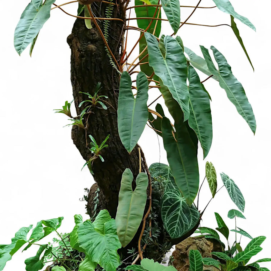 Philodendrons, Anthuriums, ferns and orchids growing on a large tropical tree