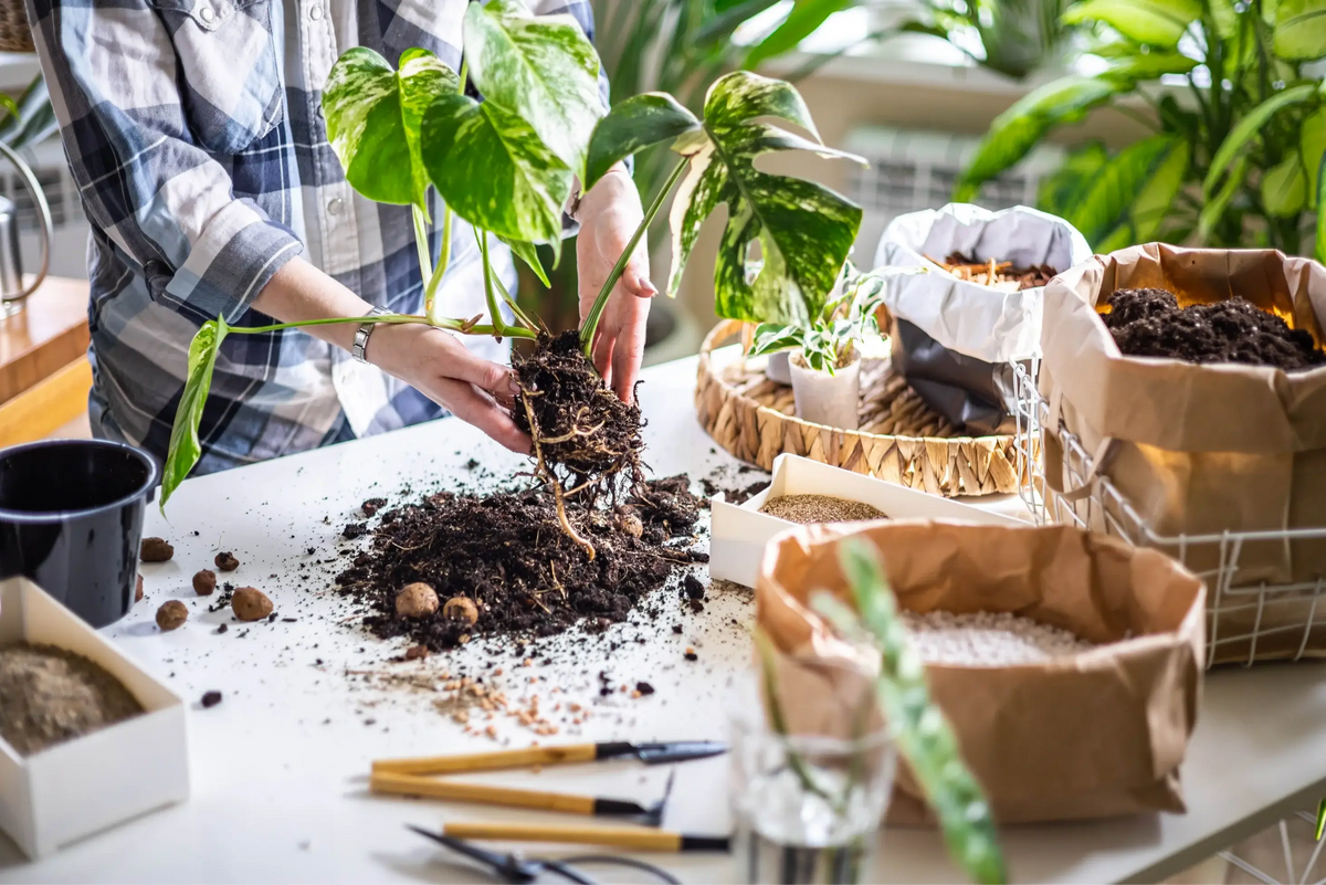 Hände beim Umtopfen eines panaschierten Monstera-Stecklings mit Erde und Werkzeugen auf einem Tisch