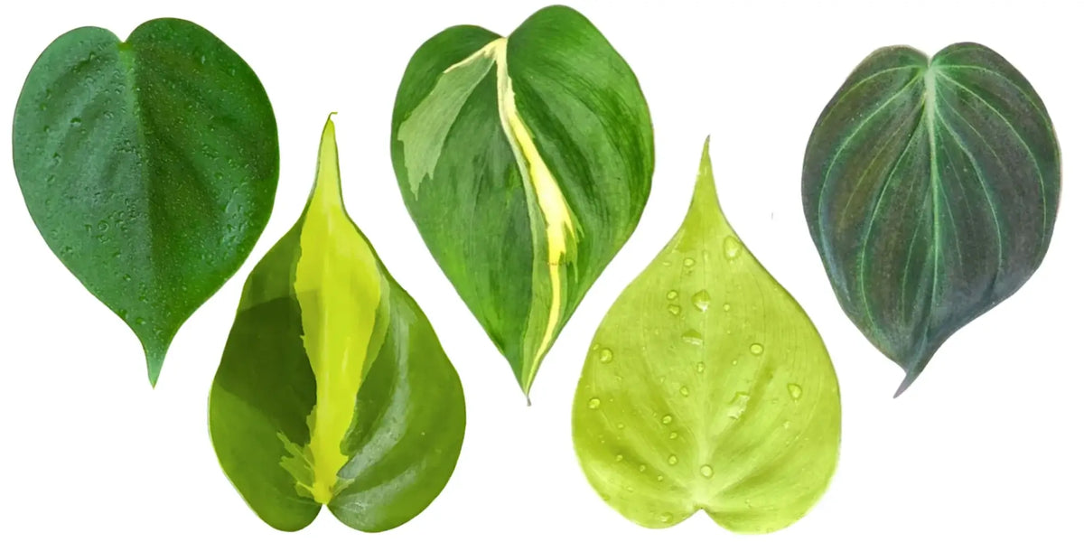 Rankender Herzblatt-Philodendron mit kleinen herzförmigen grünen Blättern