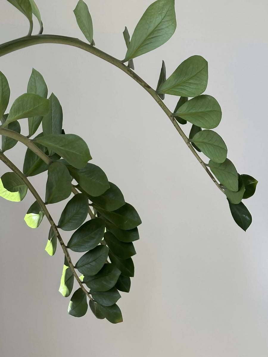 Glänzende gefiederte Blätter von Zamioculcas zamiifolia, auch Glücksfeder genannt