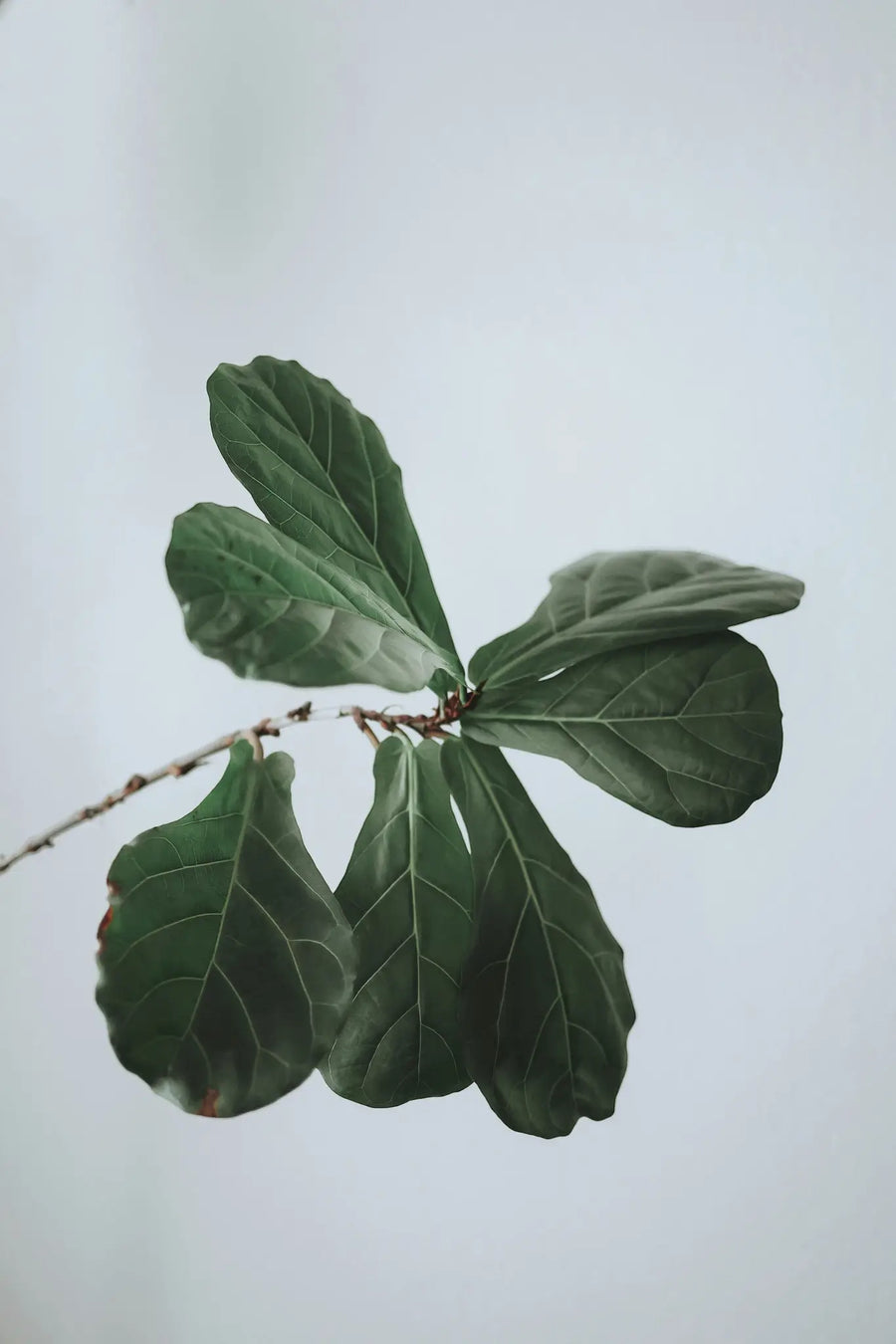 Ficus lyrata houseplant with large fiddle-shaped green leaves in a pot
