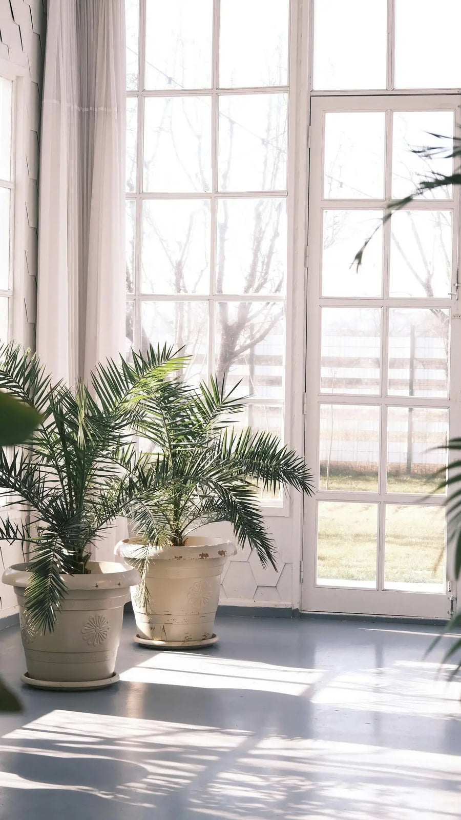 Two potted palm trees in a large bright conservatory room