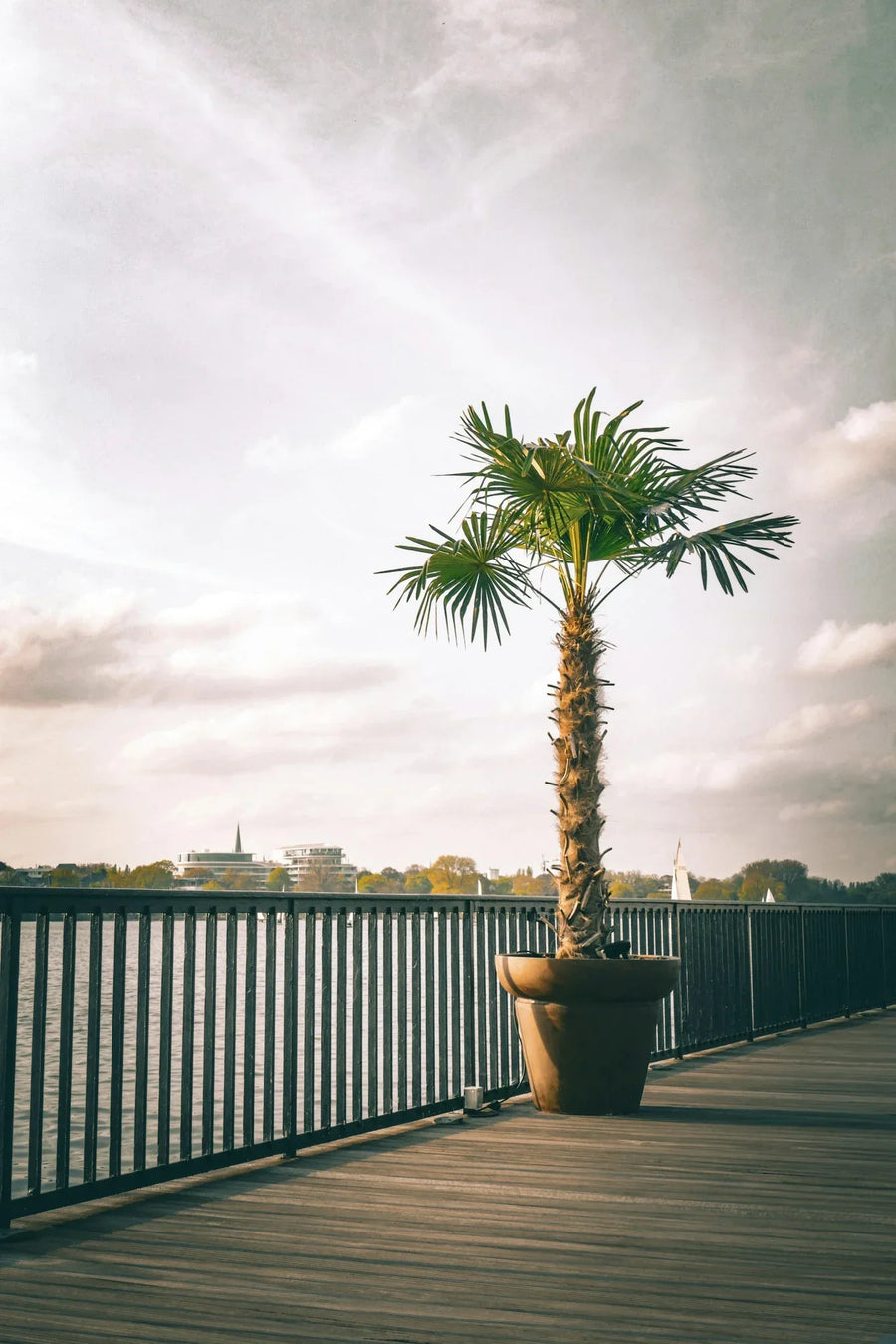 Potted Trachycarpus fortunei on a wooden walkway beside water