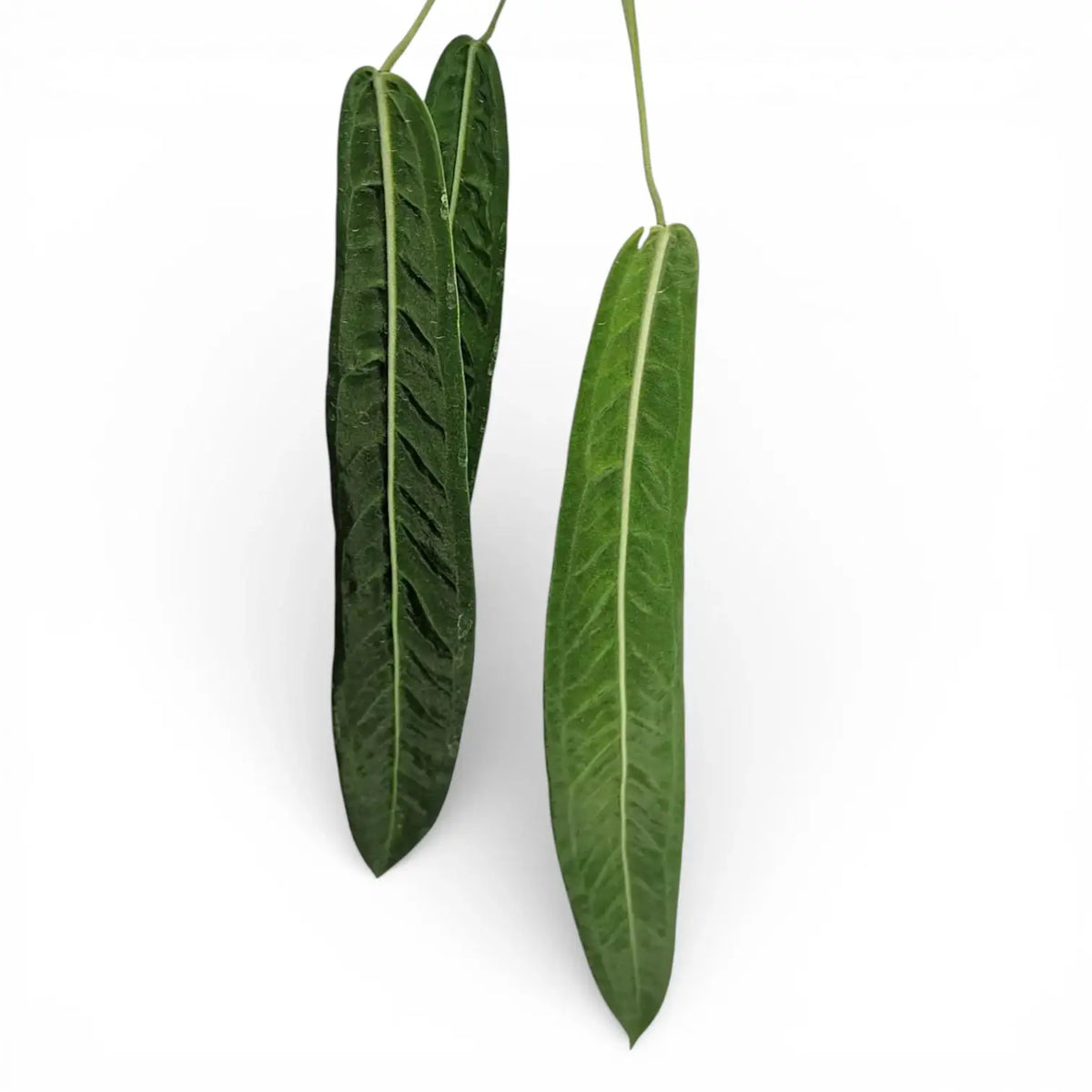 Long and narrow leaves of the pendednt anthurium pallidiflorum