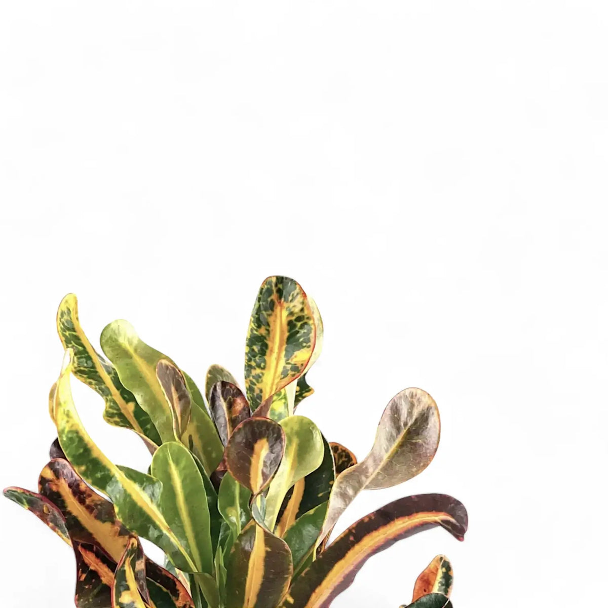 Farbige Blätter von Croton (Codiaeum) vor weißem Hintergrund
