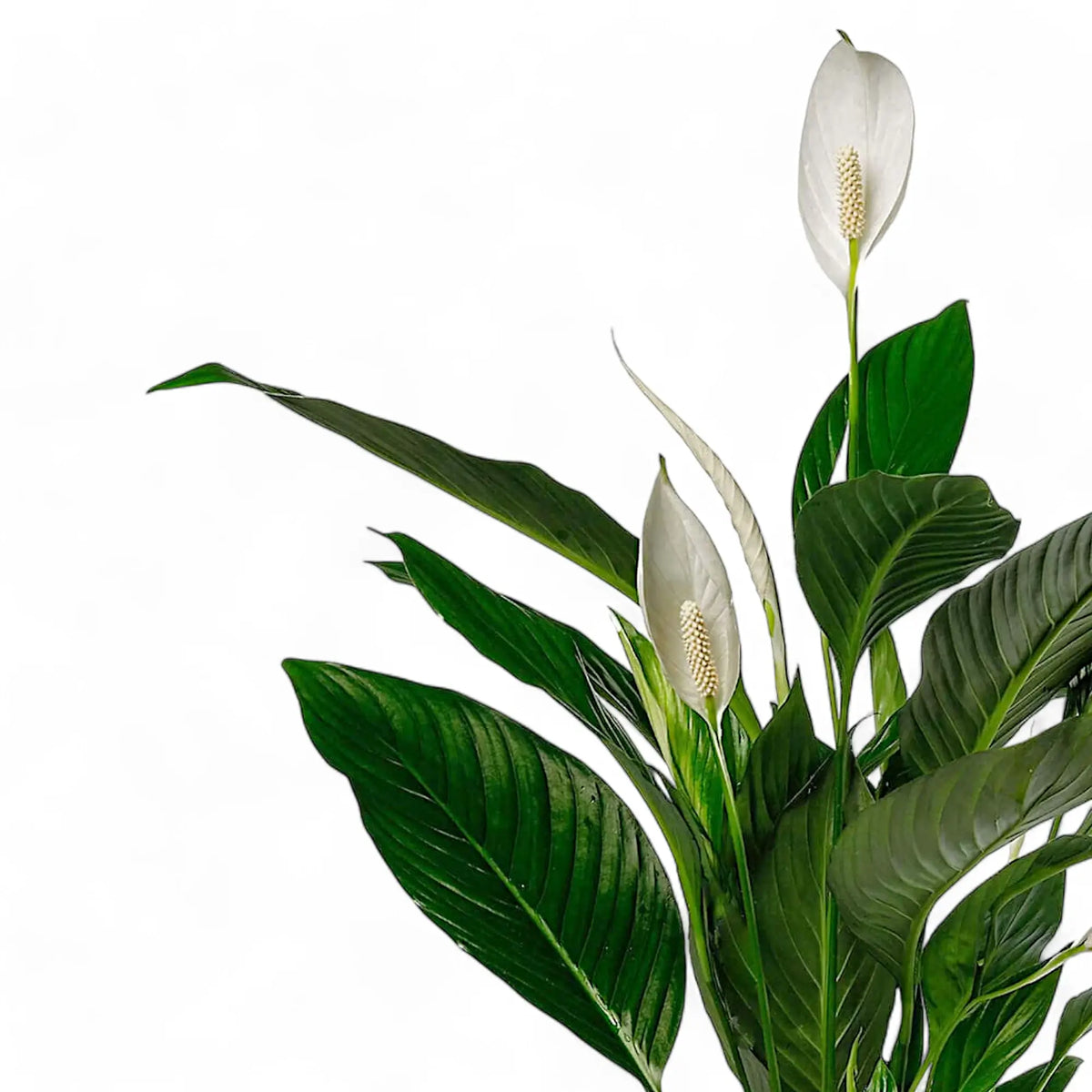 Spathiphyllum Bingo Cupido plant on white background