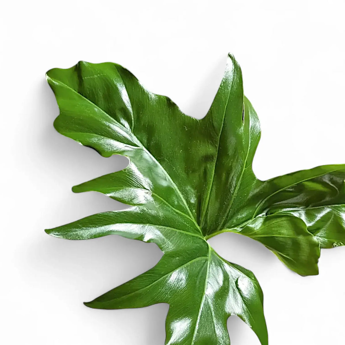 close up of a deeply lobed Thaumatophyllum African fantasy leaf