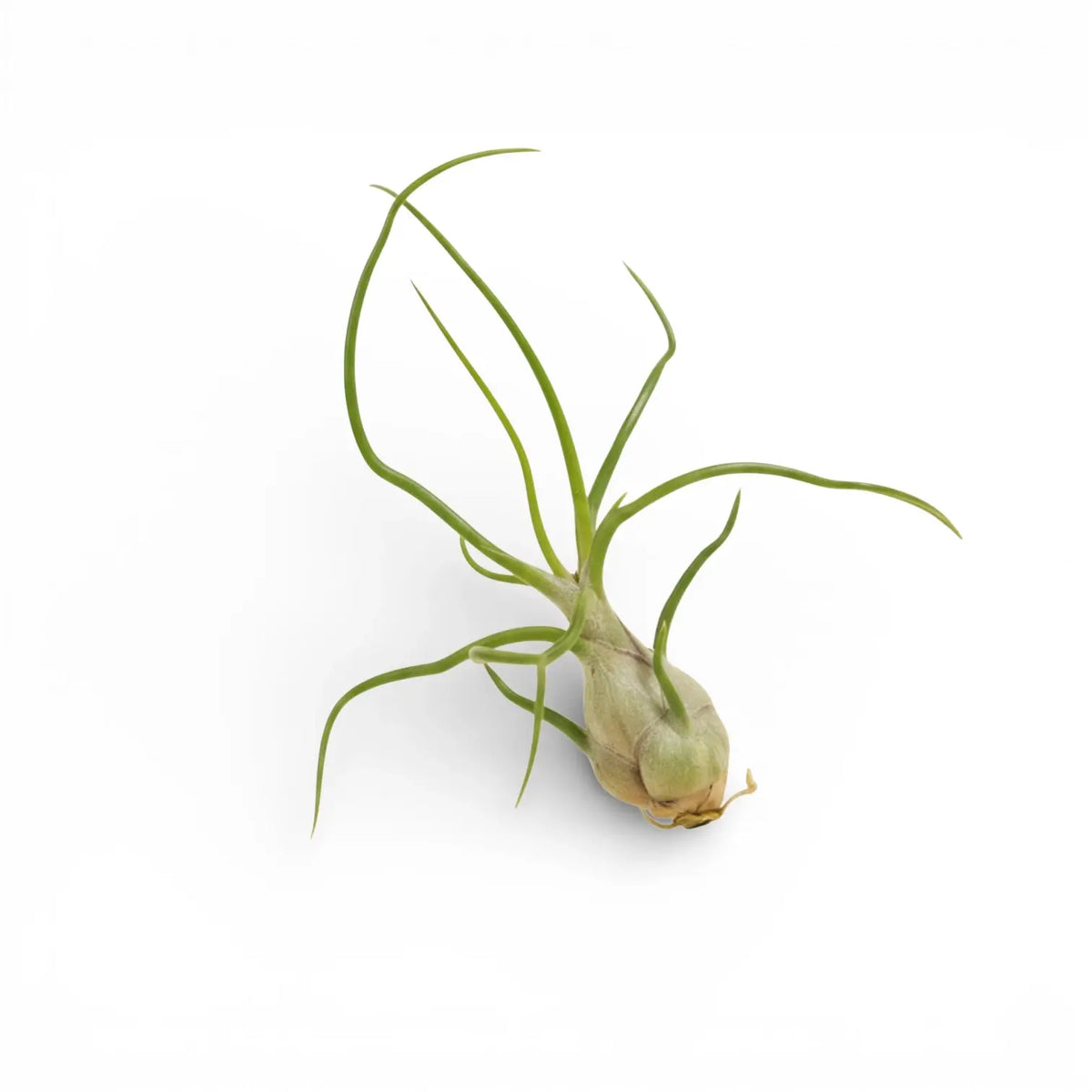 Tillandsia bulbosa vor weißem Hintergrund