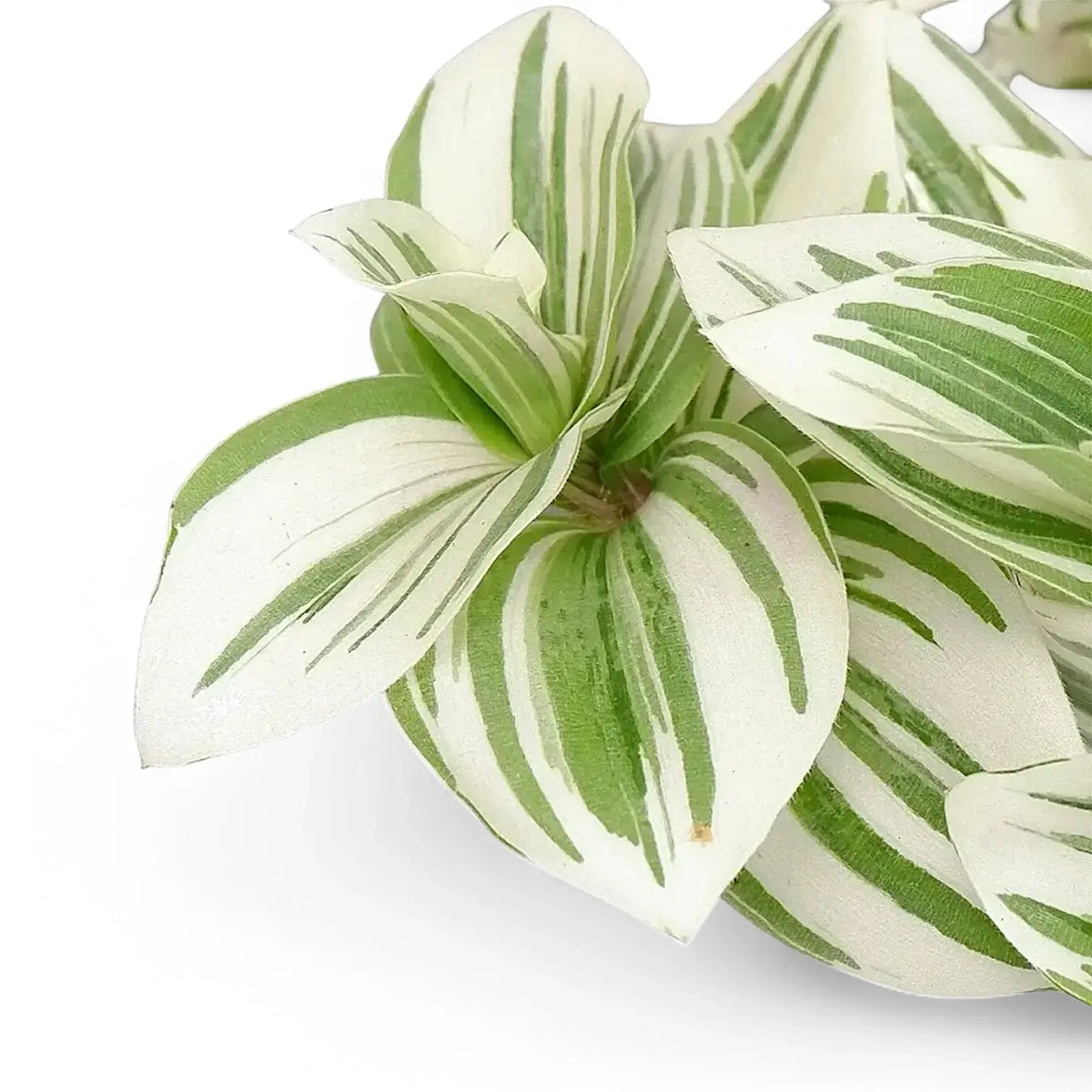 Tradescantia 'Brightness' foliage on white background