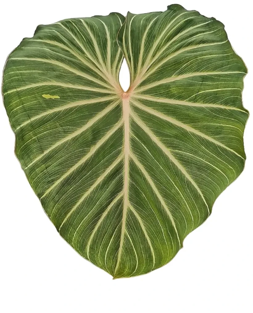 Large heart-shaped leaf of Philodendron gloriosum 'Zebra' on white background