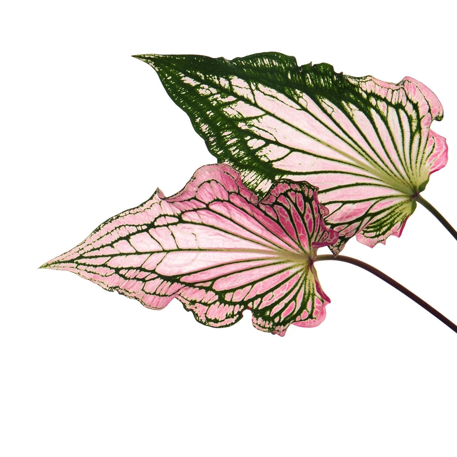 Caladium plant leaf close up on white background