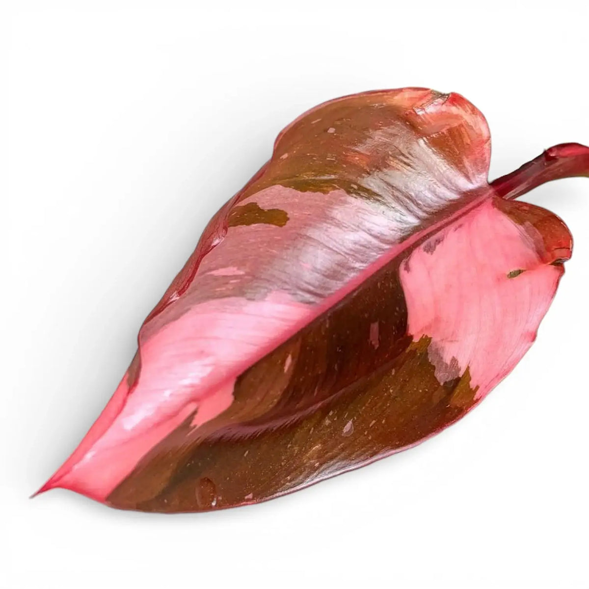 Nahaufnahme eines jungen Blatts von Philodendron Pink Princess vor weißem Hintergrund
