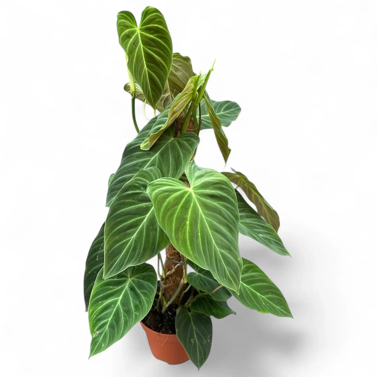A climbing Philodendron 'Splendid' potted plant on white background