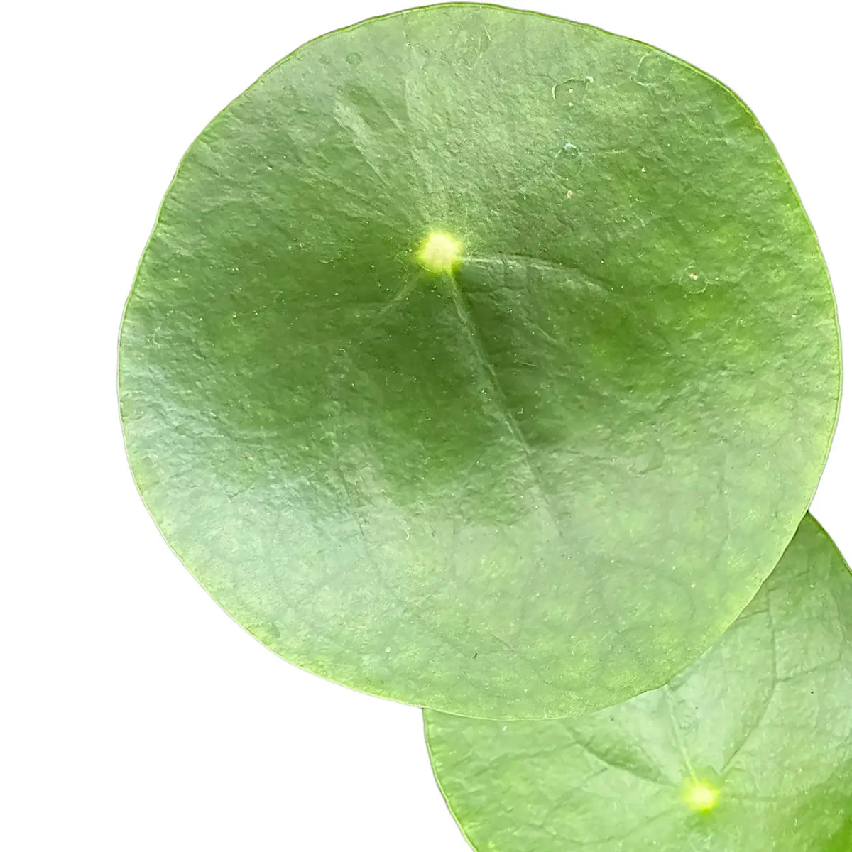 Nahaufnahme eines runden Blatts von Pilea peperomioides vor weißem Hintergrund