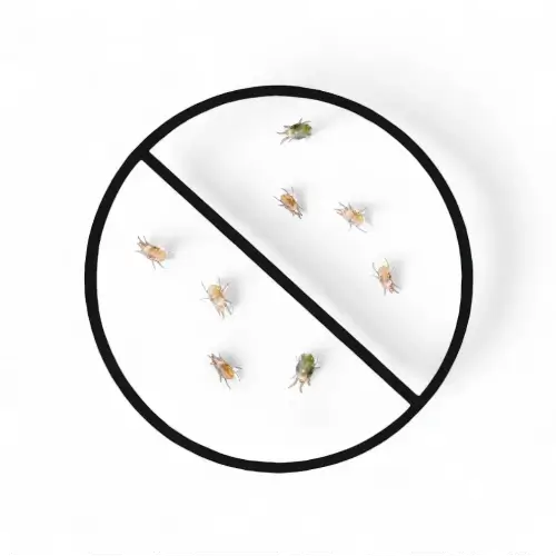 A macro shot of spidermites with an illustration of a crossed-through circle over them on white background