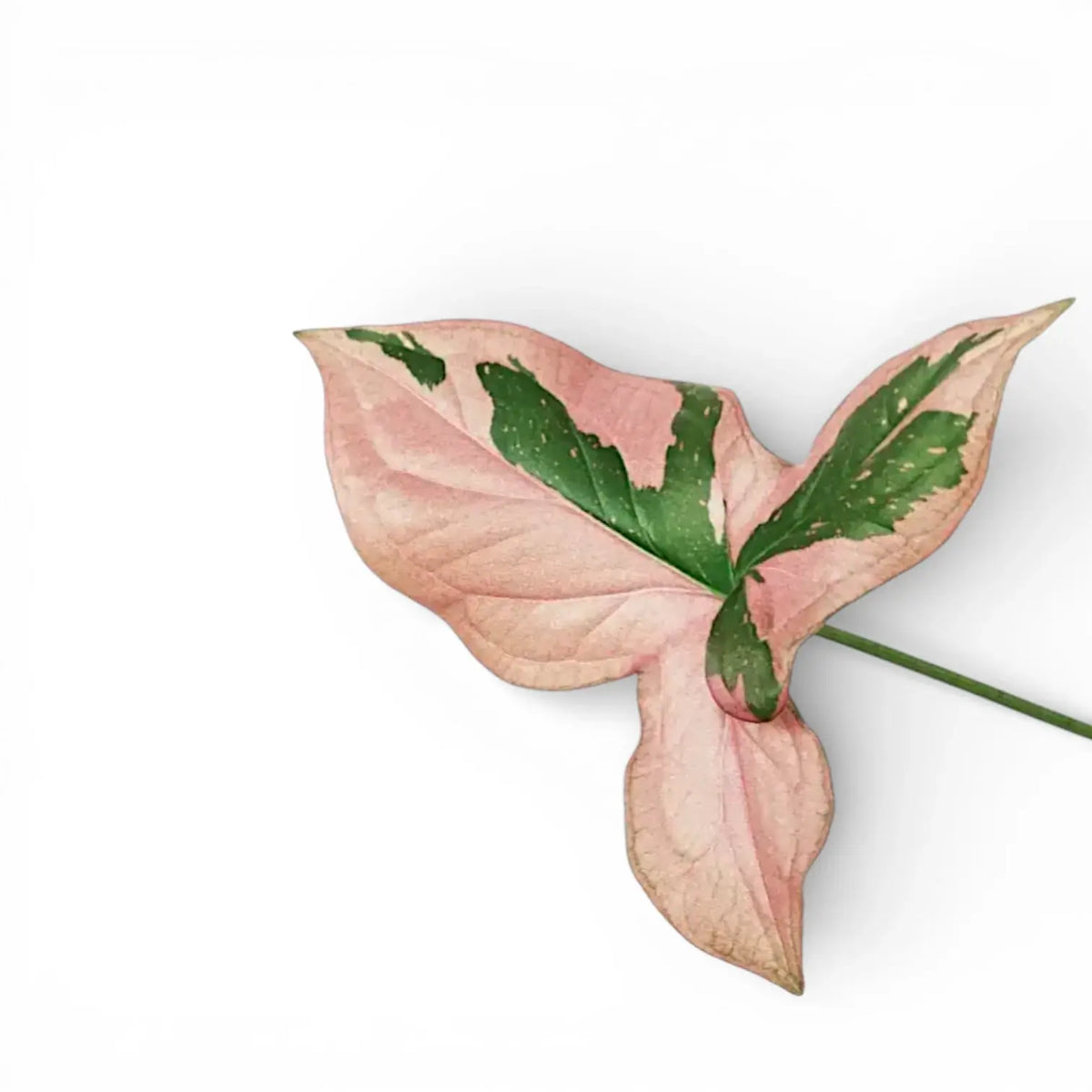 Rosa-grünes Blatt von Syngonium 'Red Spot' vor weißem Hintergrund